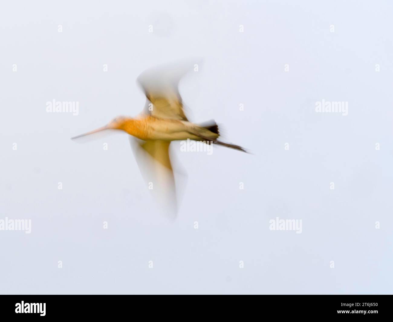 Godwit à queue noire (Limosa limosa), en vol avec flou de mouvement, île Texel, pays-Bas Banque D'Images