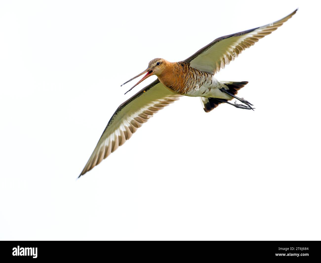 Godwit à queue noire (Limosa limosa) appelant en vol, île Texel, pays-Bas Banque D'Images