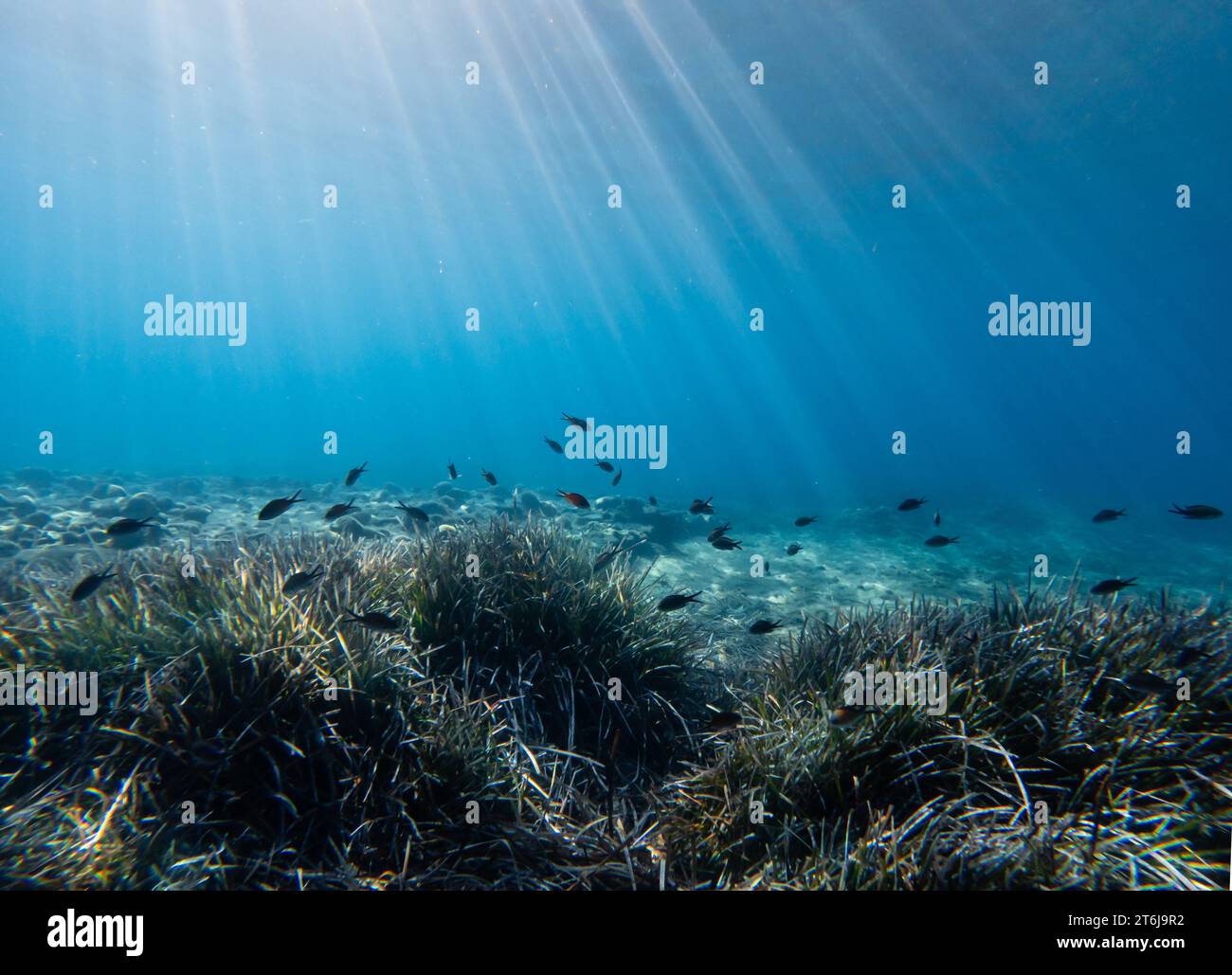 Le paysage sous-marin des herbiers marins et des petits poissons. Rayons de lumières dans la mer Méditerranée. Banque D'Images