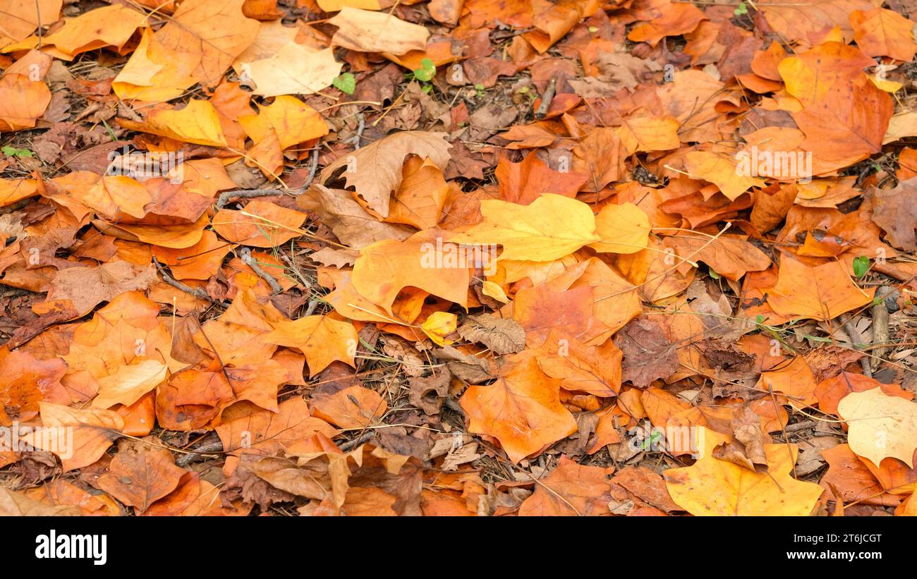 Feuilles d'automne colorées sur le sol. Pastel brun jaune orange couleurs feuilles d'automne. Zone de mise au point sélective. Banque D'Images