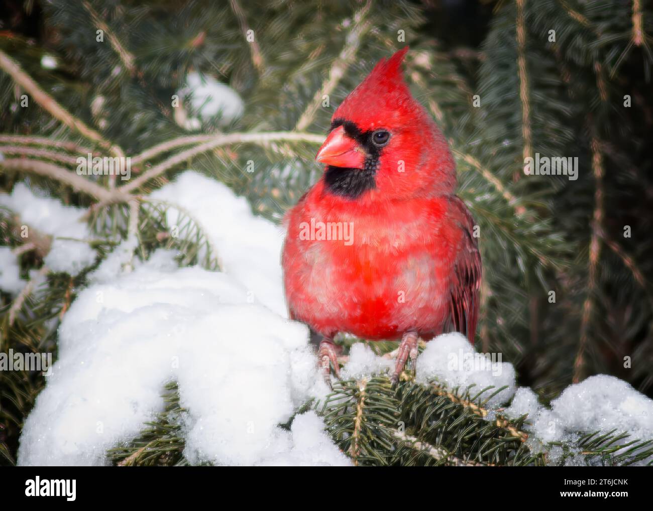 Gros plan du Cardinal du Nord mâle (Cardinalis cardinalis) perché sur des rameaux de pins enneigés dans la forêt nationale de Chippewa, nord du Minnesota, États-Unis Banque D'Images