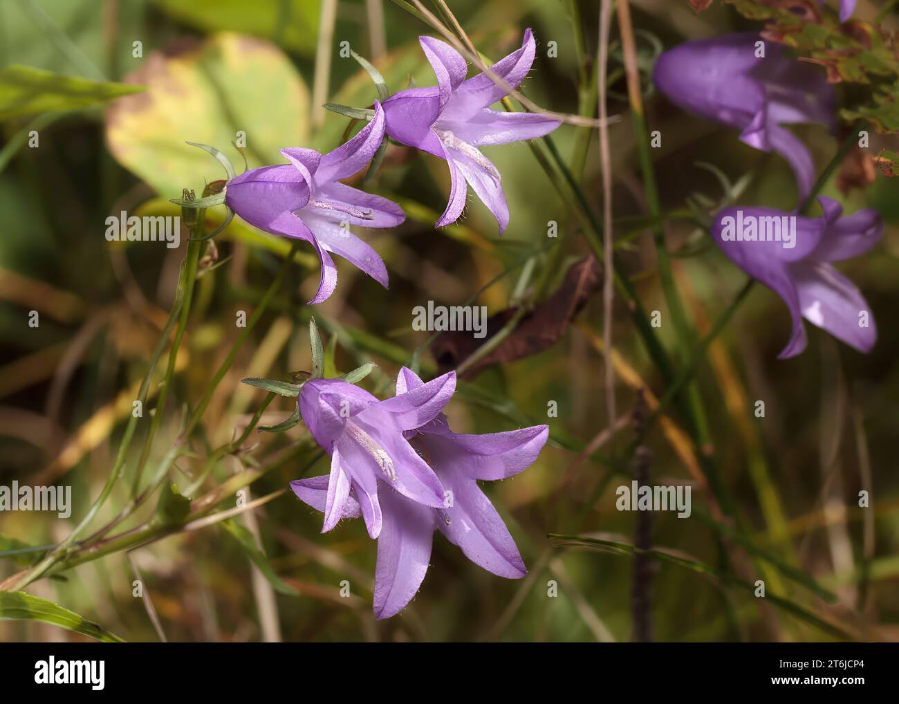 Gros plan fleurs violettes rampantes (Campanula rapunculoides) fleurs sauvages poussant dans la forêt nationale de Chippewa, nord du Minnesota, États-Unis Banque D'Images