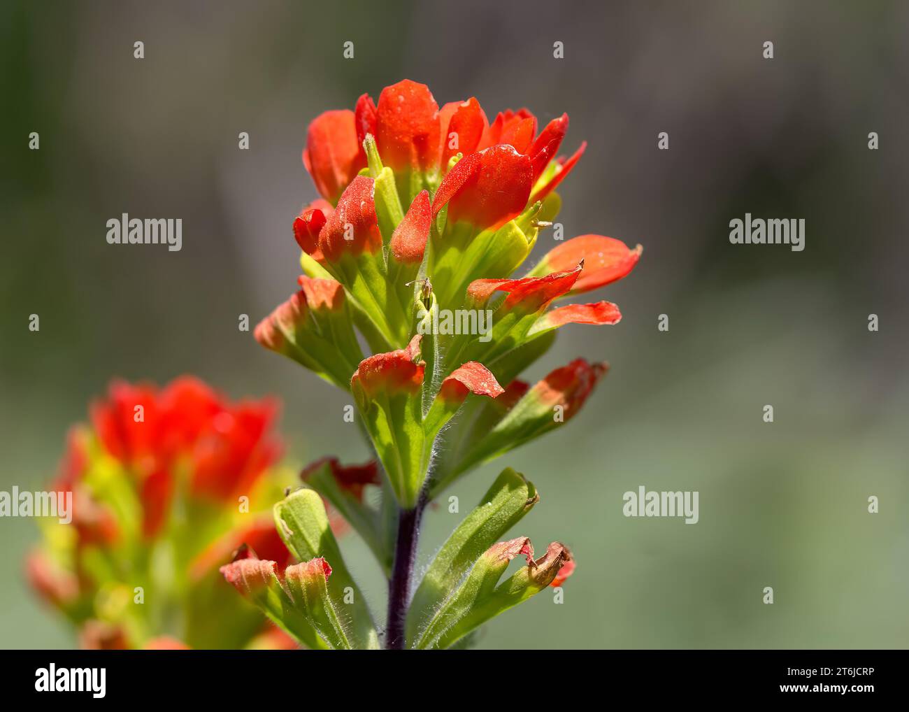 Macro gros plan de fleurs rouges sauvages Indian Paint Brush (Castilleja) avec des asters blancs (Symphyotrichum ericoides) en arrière-plan au Minnesota Banque D'Images