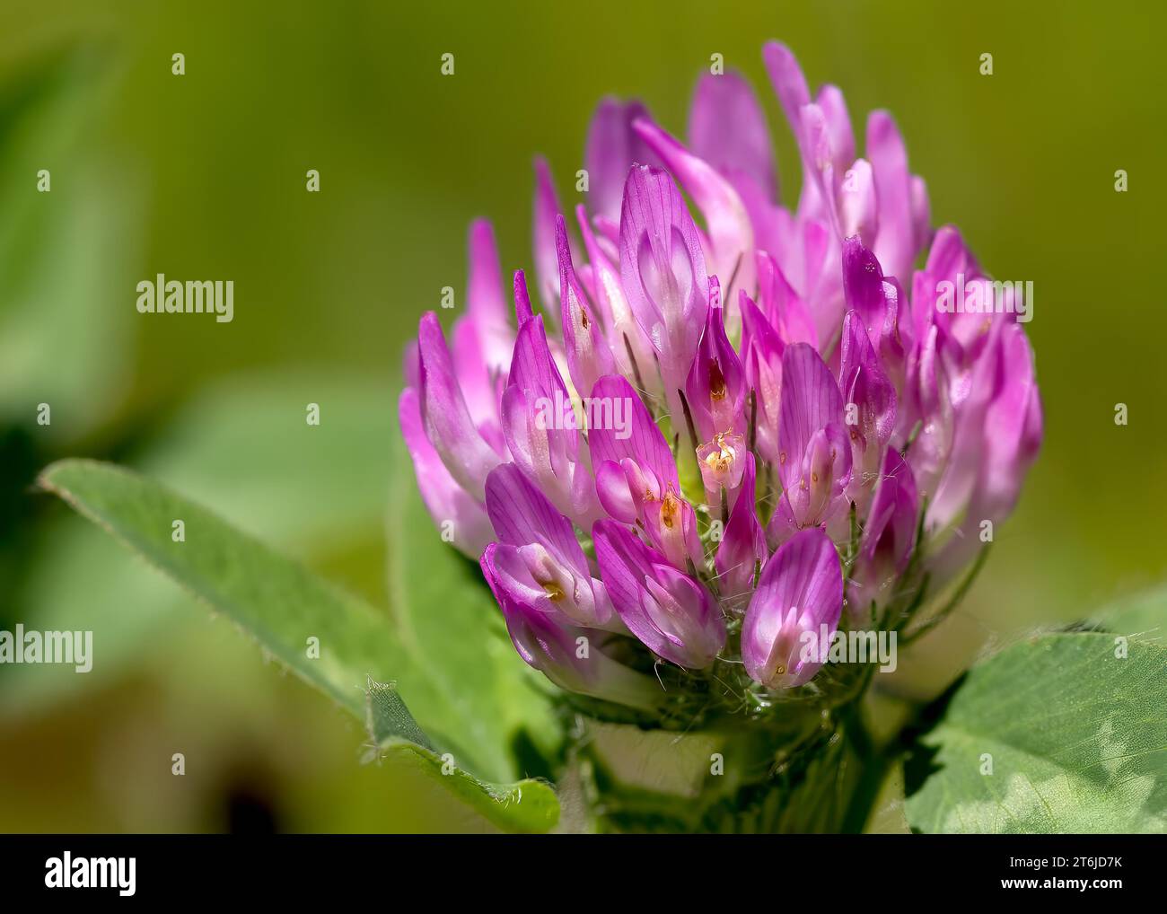 Gros plan macro fleur rose de trèfle rouge (Trifolium pratense) poussant dans la forêt nationale de Chippewa, nord du Minnesota, États-Unis Banque D'Images