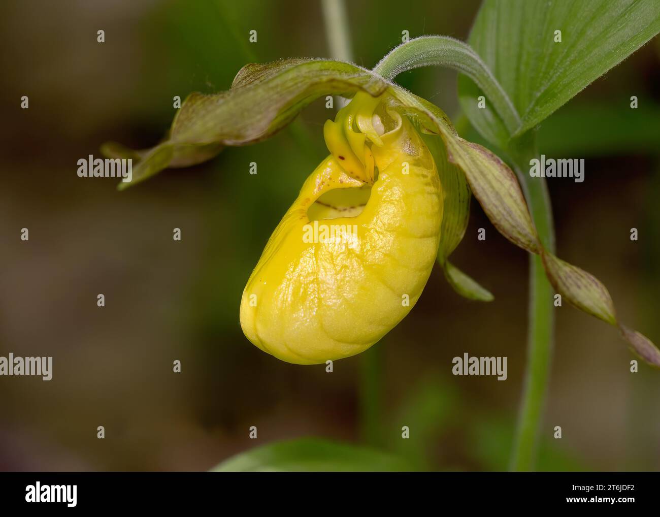 Gros plan macro d'une orchidée Yellow Lady Slipper (Cypripedium parviflorum) en fleurs sauvages poussant dans le nord du Minnesota aux États-Unis Banque D'Images