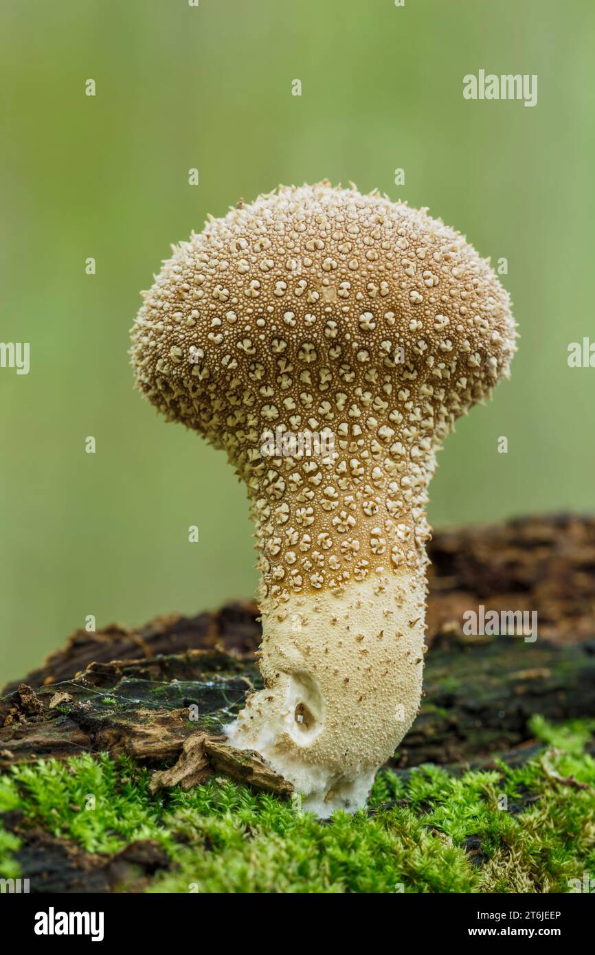 Handkea excipuliformis, Lycoperdon excipuliforme Banque D'Images