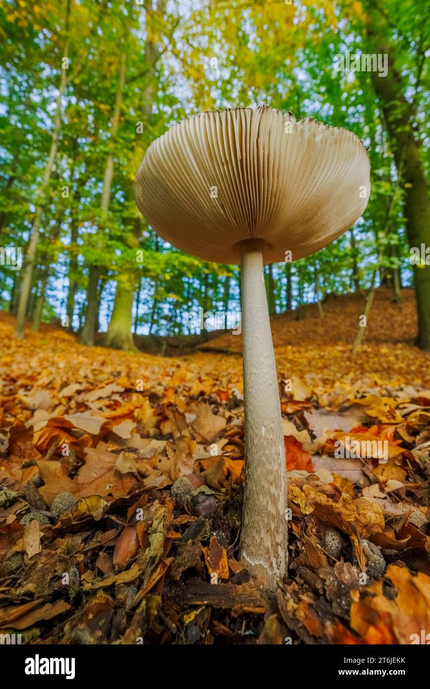 Grisette de serpent géante, Amanita ceciliae Banque D'Images