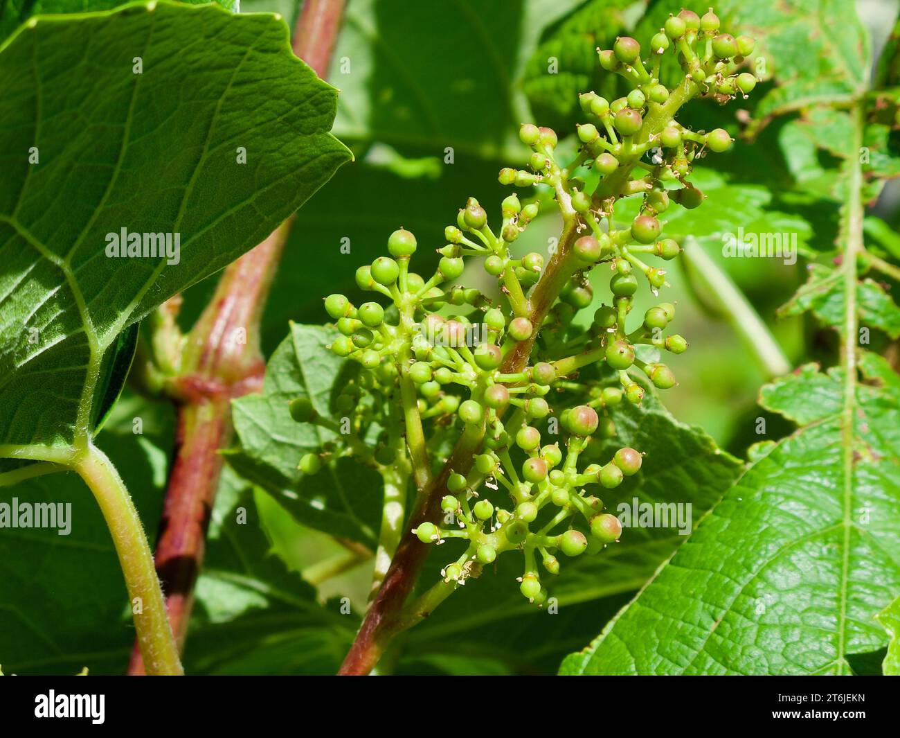 Gros plan d'une plante de vigne verte avec des grappes de raisins verts non mûrs en été en Suède. Banque D'Images