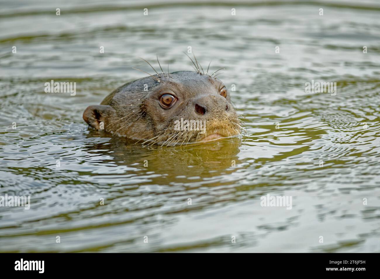 Loutre géante, Madre de Dios, Pérou Banque D'Images