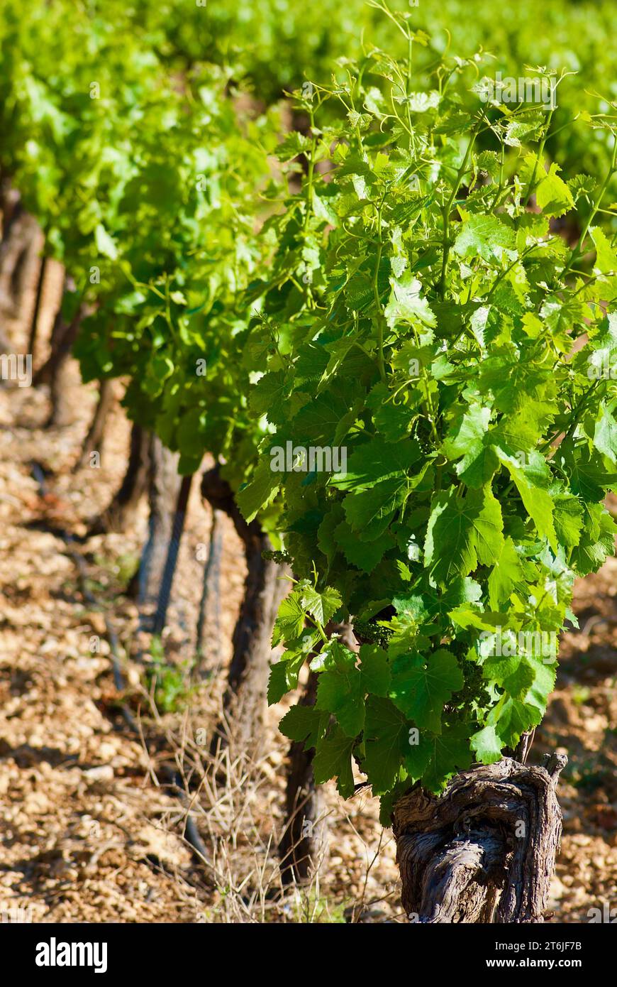 Plante de vigne avec des feuilles vertes fraîches sur un vignoble en été en France. Banque D'Images