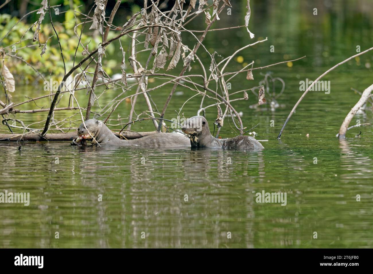 Loutre géante, Madre de Dios, Pérou Banque D'Images