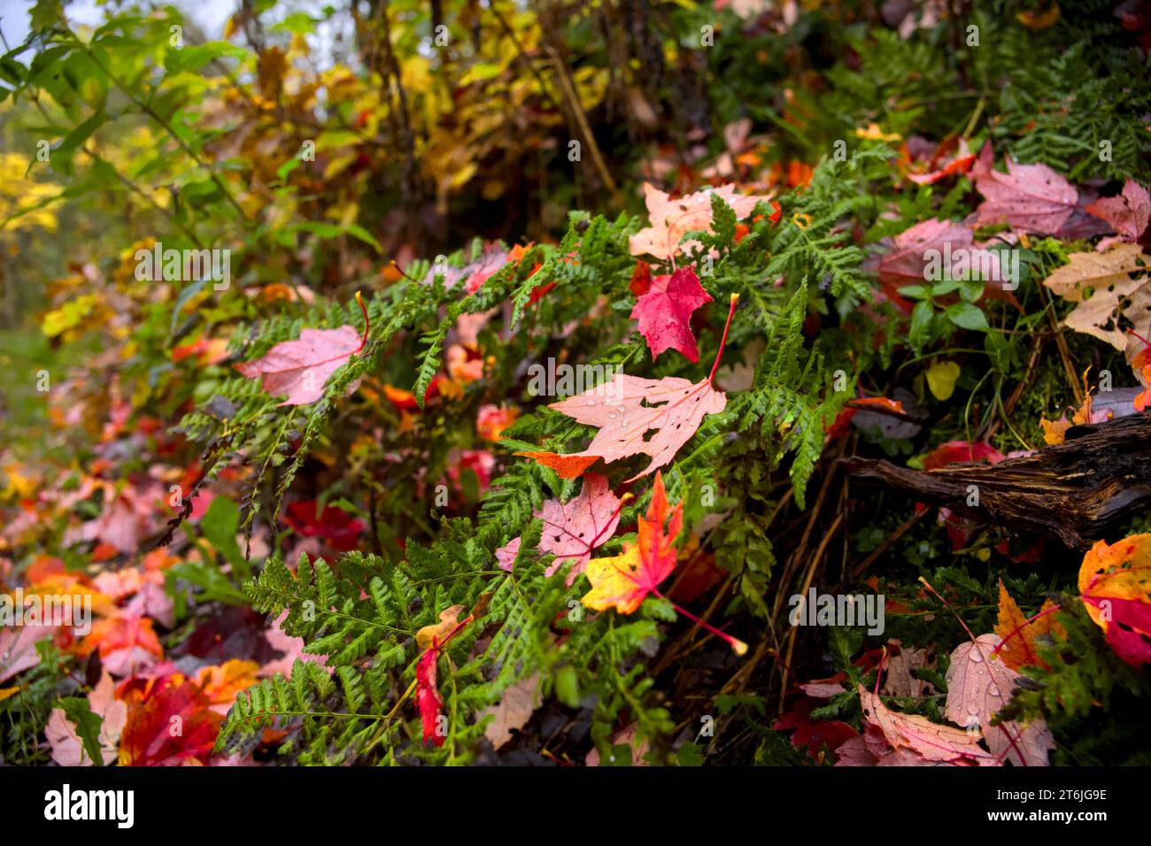 feuillage multicolore vers le bas dans l'herbe en automne Banque D'Images