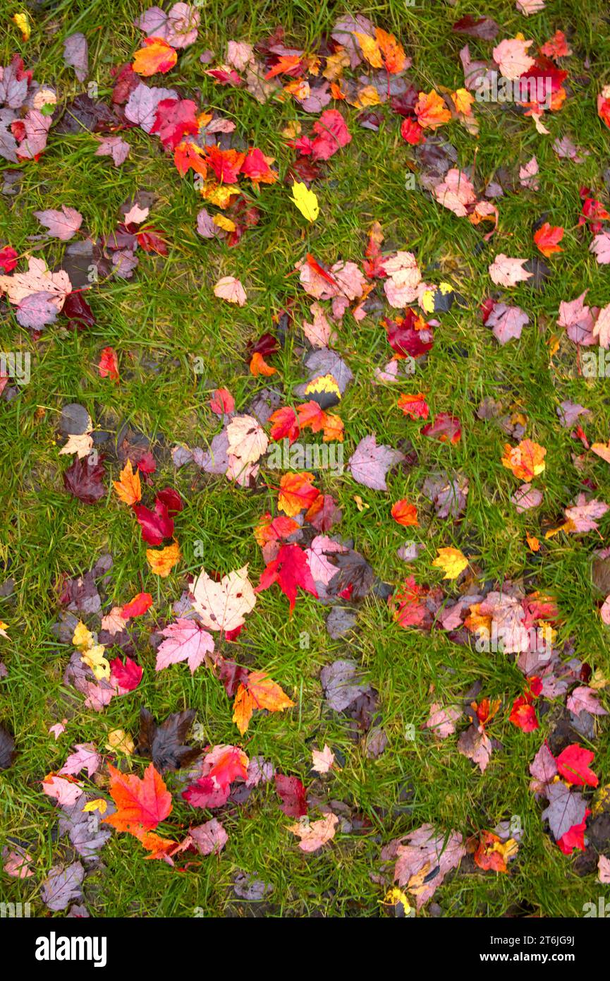feuillage multicolore vers le bas dans l'herbe en automne Banque D'Images
