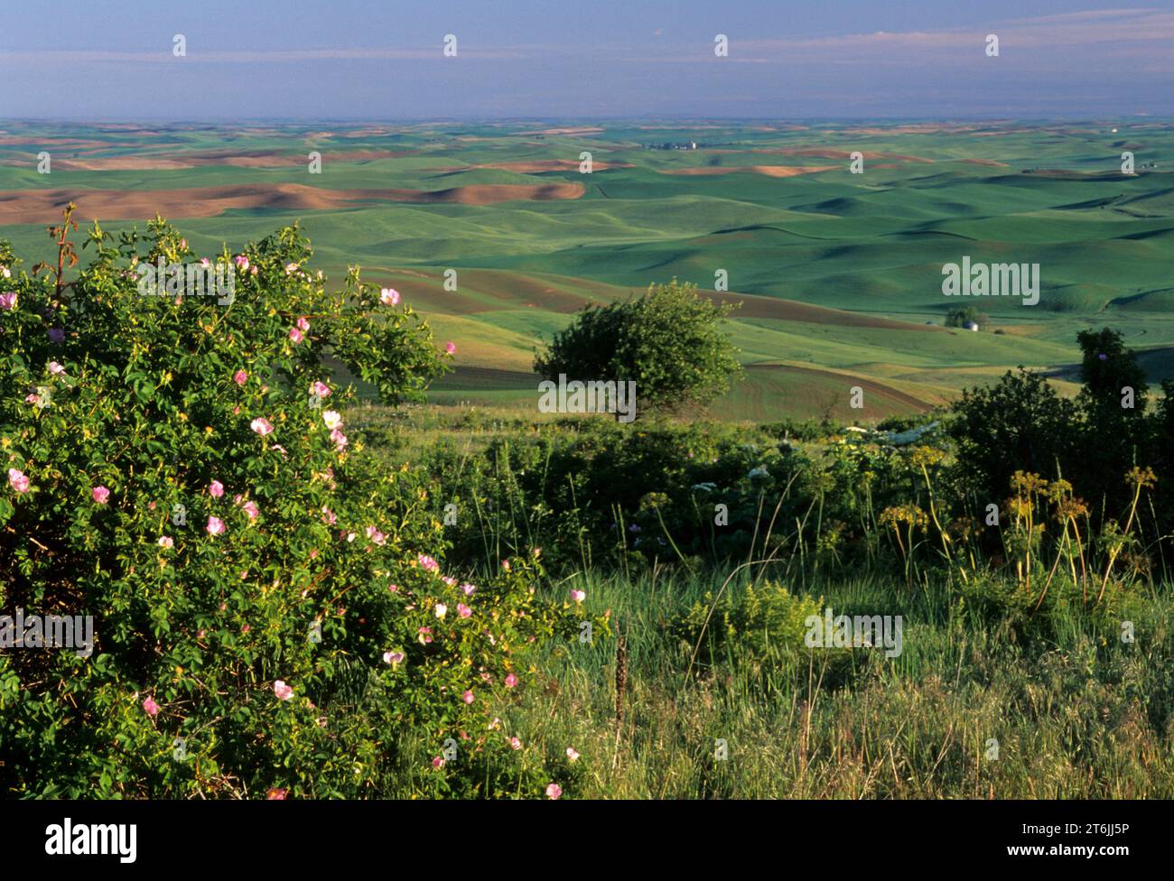 Rose sauvage sur Steptoe Butte, Steptoe Butte State Park, Washington Banque D'Images