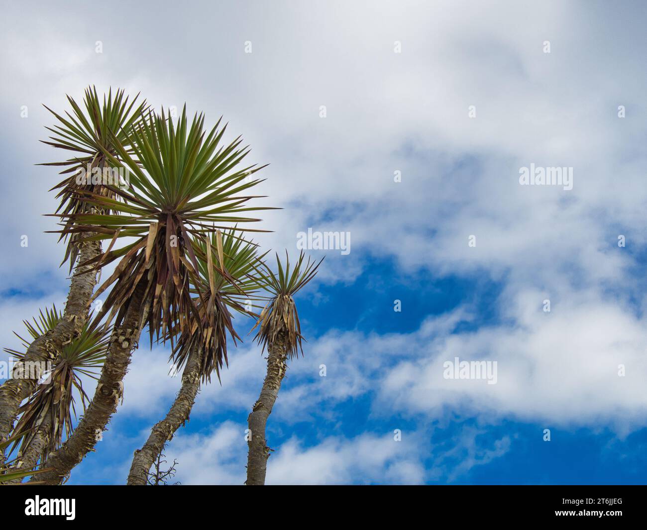Plante cactus s'élevant dans le ciel bleu chargé de nuages blancs. Usine à Portimão, Algarve, Portugal. Banque D'Images