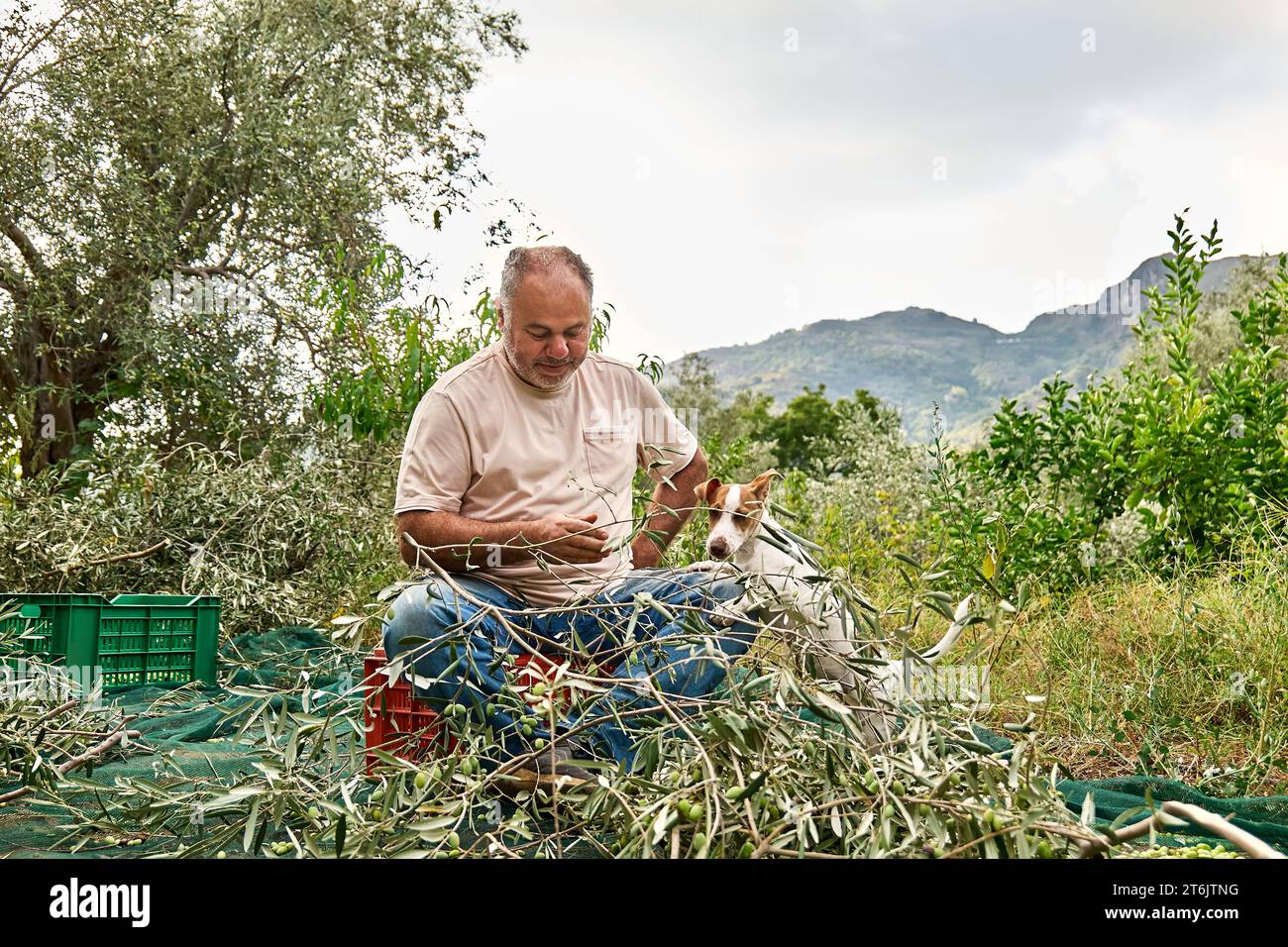 Jardinier homme mature cueillant des olives et dressant son adorable chien curieux Jack russell terrier pendant les travaux de récolte des olives dans la campagne dans le verger Banque D'Images