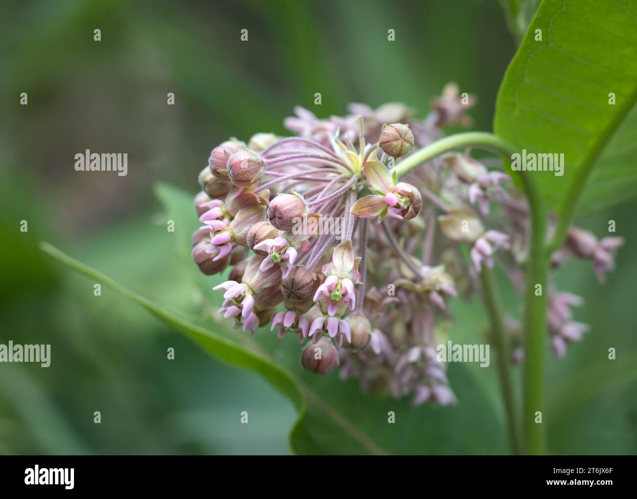 Gros plan des fleurs sauvages de l'herbe à lait (Asclepias) dans la forêt nationale de Chippewa, nord du Minnesota, États-Unis Banque D'Images