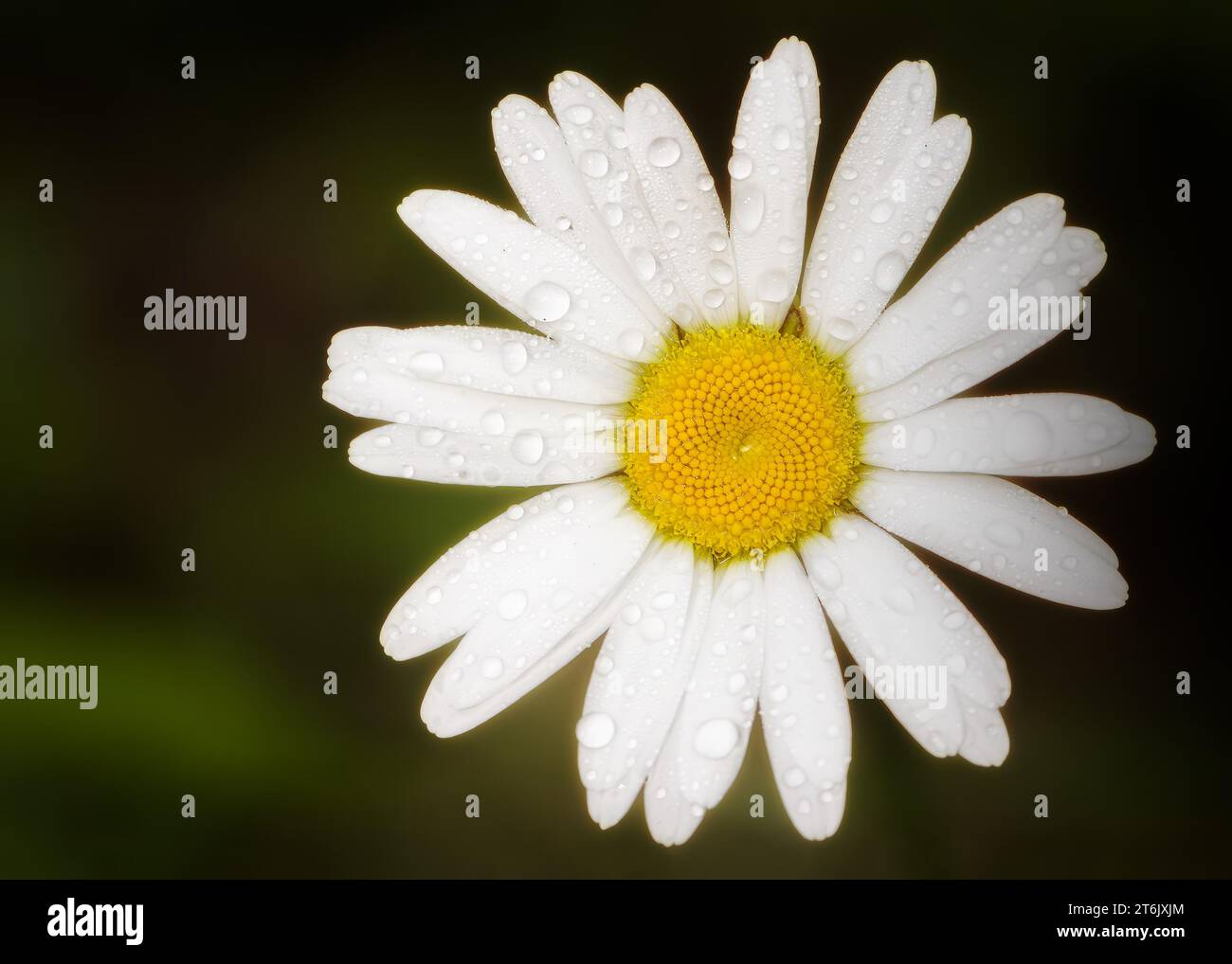 Gros plan macro de fleurs sauvages de l'aster blanc (symphyotrichum ericoides) dans la forêt nationale de Chippewa, nord du Minnesota, États-Unis Banque D'Images