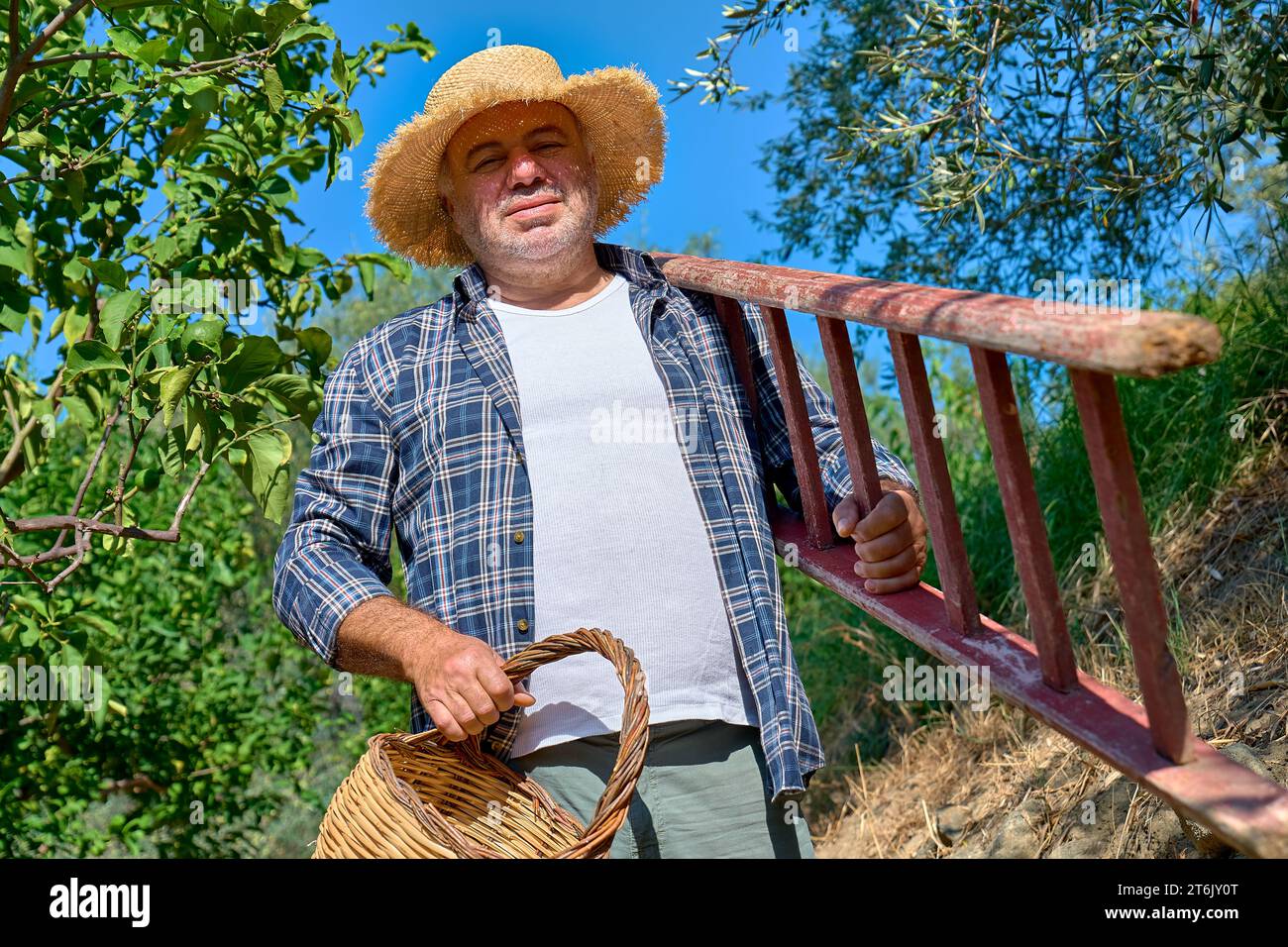 Homme jardinier mature portant l'échelle pour cueillir l'olivier dans le jardin d'oliviers. Récolte dans l'oliveraie méditerranéenne en Sicile, Italie. Banque D'Images