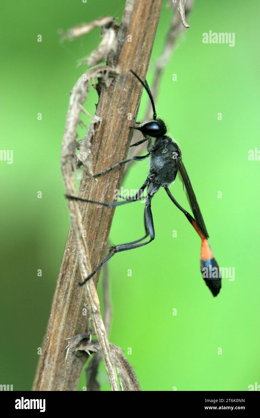 abeille de sable sur une plante dans la nature, nord de la chine Banque D'Images