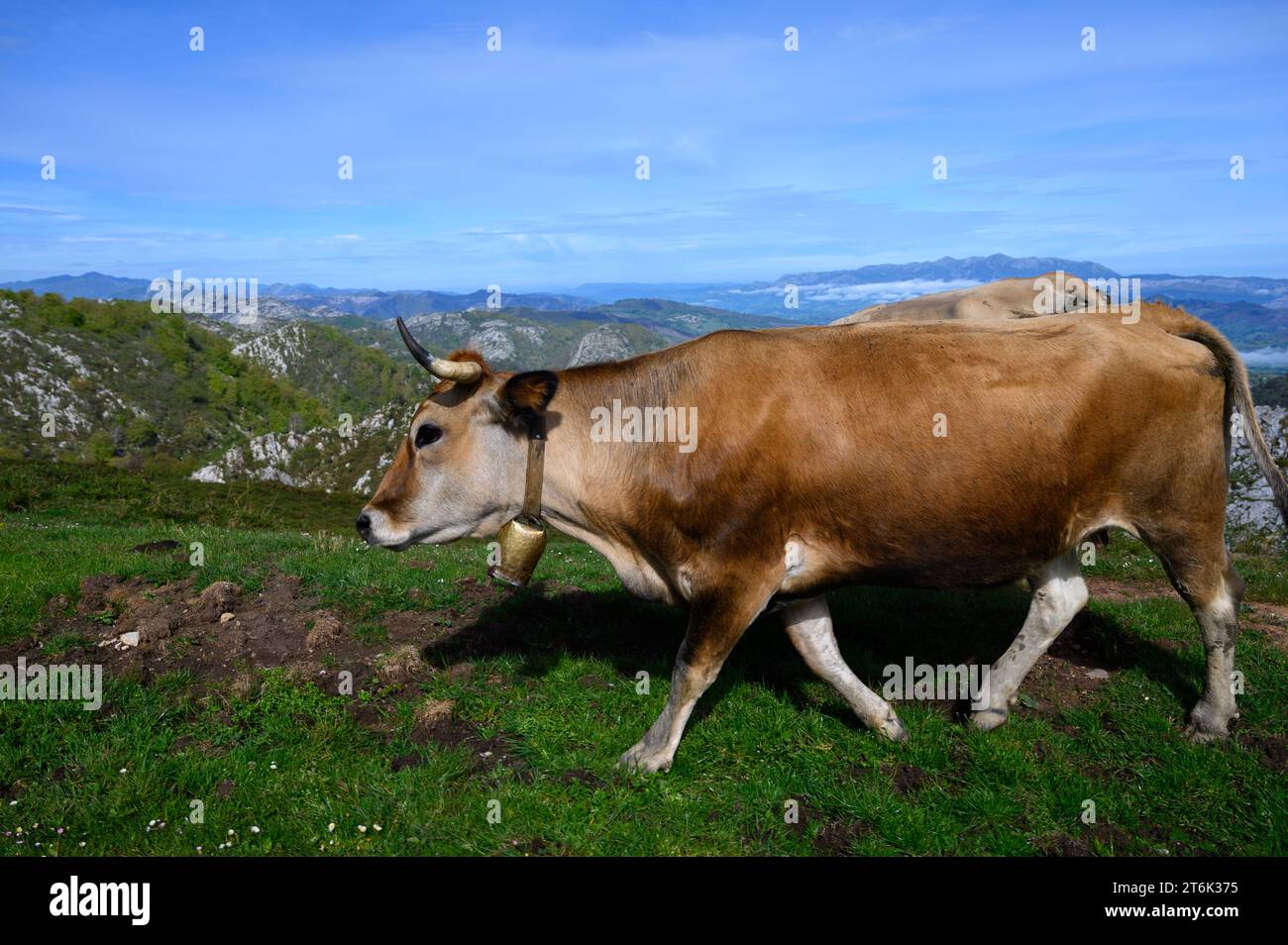 Vaches Asturies brunes, troupeau de vaches est transporté dans un nouveau pâturage sur route de montagne, Picos de Europe, Los Arenas, Asturies, Espagne. Banque D'Images