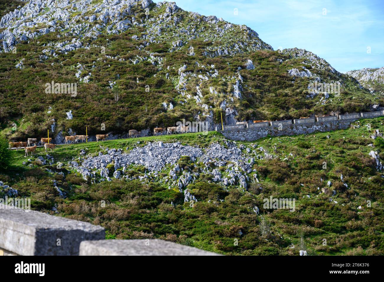 Vaches Asturies brunes, troupeau de vaches est transporté dans un nouveau pâturage sur route de montagne, Picos de Europe, Los Arenas, Asturies, Espagne. Banque D'Images