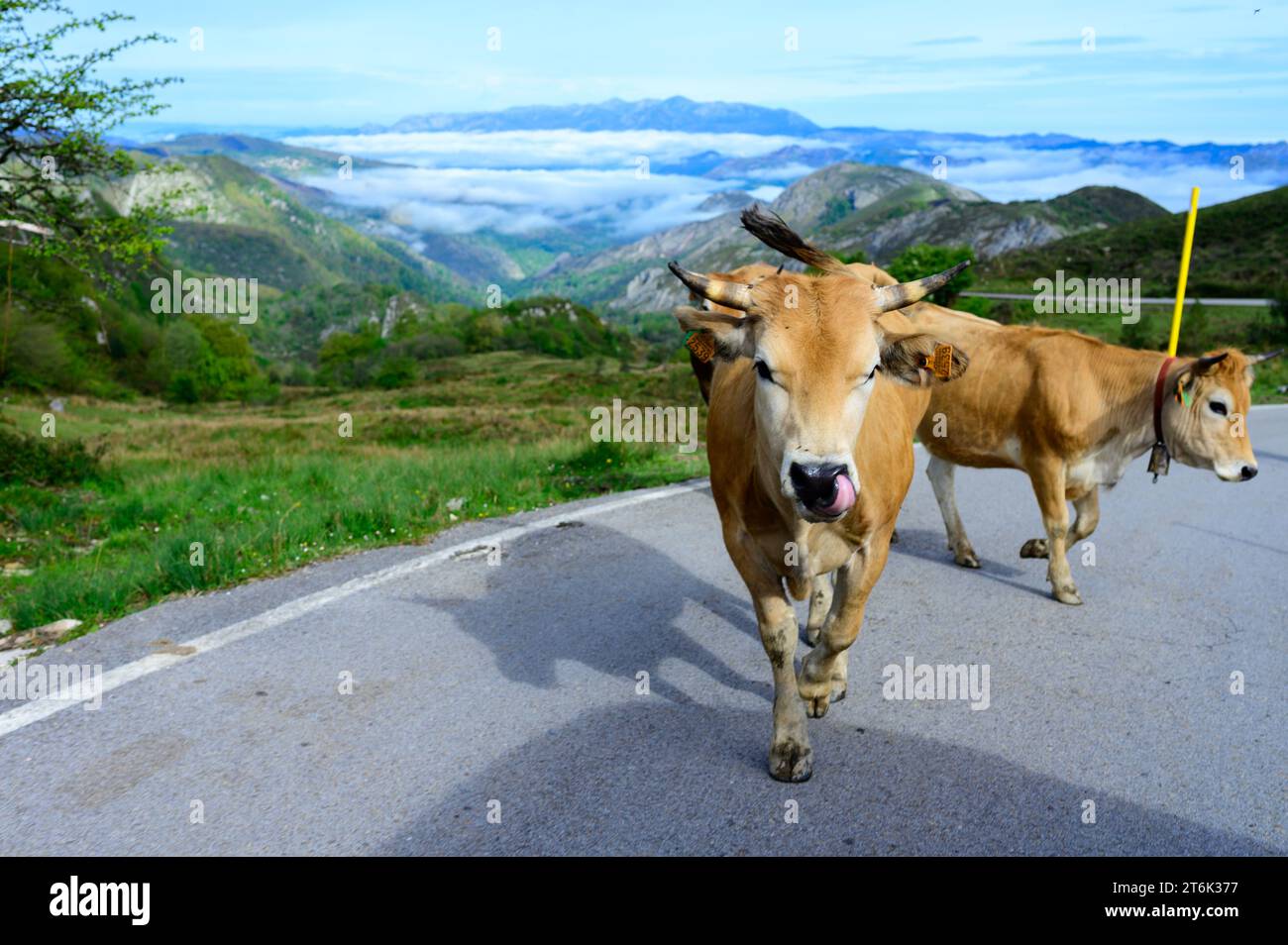 Vaches Asturies brunes, troupeau de vaches est transporté dans un nouveau pâturage sur route de montagne, Picos de Europe, Los Arenas, Asturies, Espagne. Banque D'Images