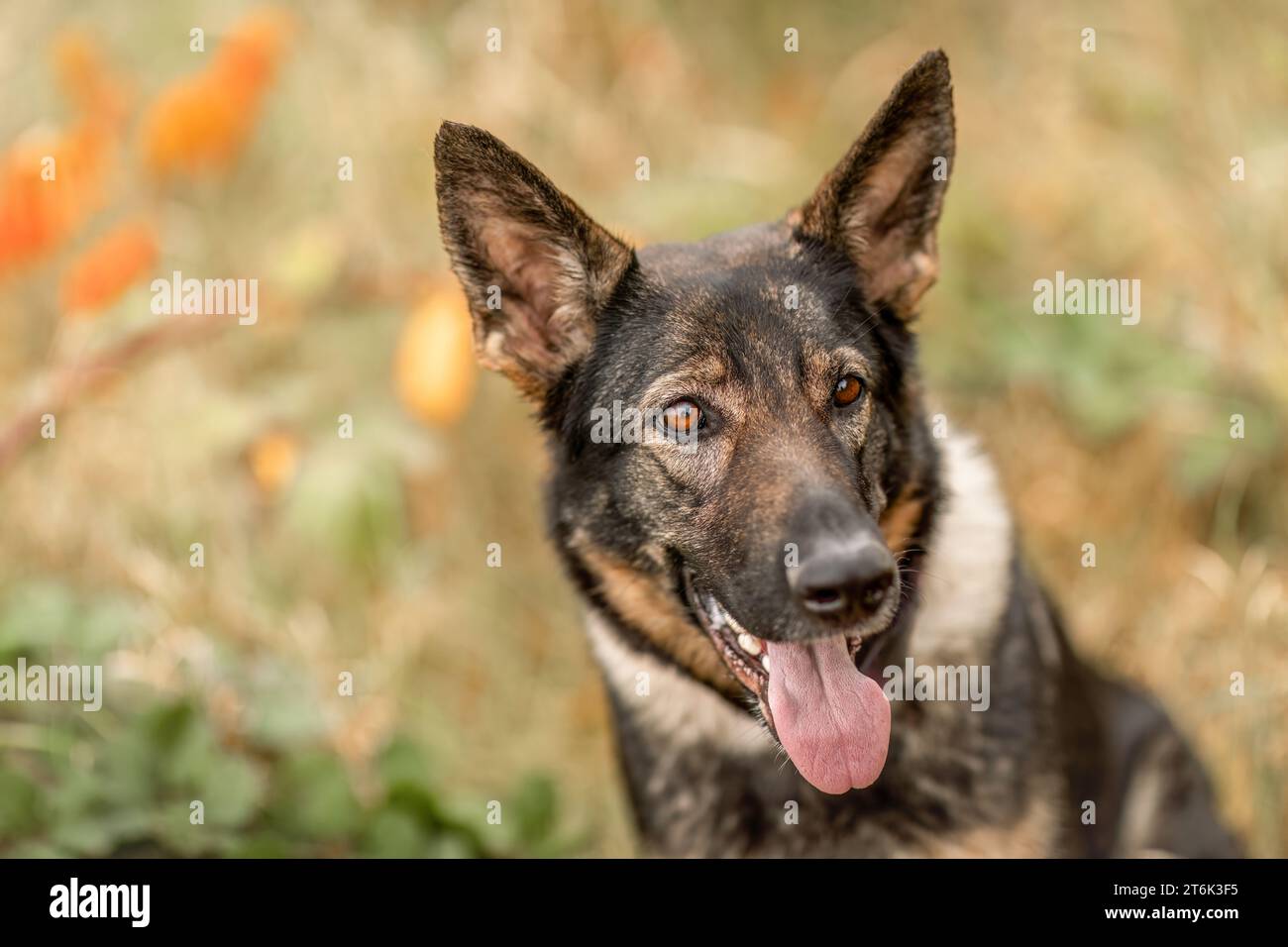 Un chien berger allemand en automne en plein air Banque D'Images Un chien berger allemand en automne en plein air Banque D'Images