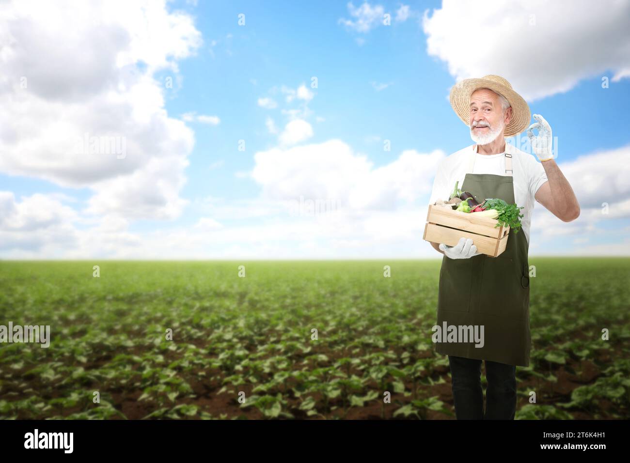 Saison de récolte. Fermier tenant la caisse en bois avec la récolte et montrant le geste ok dans le champ Banque D'Images