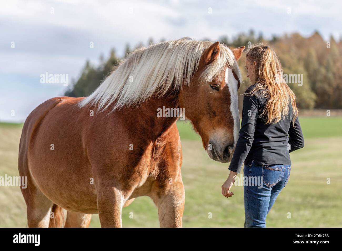 Une jeune femme et son cheval de trait noriker sang froid sur une prairie en automne en plein air Banque D'Images