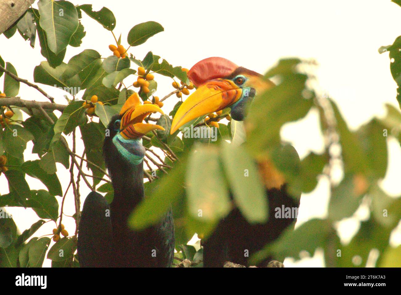 Une paire de cornes à bec noué (Rhyticeros cassidix), une espèce monogame avec des taux de reproduction lents, est photographiée alors qu'ils s'arrêtent de se nourrir tout en se perchant sur un figuier fruité, dans une zone végétalisée à Bitung, Sulawesi du Nord, en Indonésie. Hornbill, vulnérable à la chasse en raison de la valeur élevée de sa viande, de ses casques et de ses plumes de queue joue un rôle important dans la régénération des forêts et dans le maintien de la densité des grands arbres en raison de sa capacité d'agent de dispersion des graines, tandis qu'en même temps, une forêt tropicale saine est importante dans la lutte contre le réchauffement climatique par son rôle d'absorption du carbone. Banque D'Images