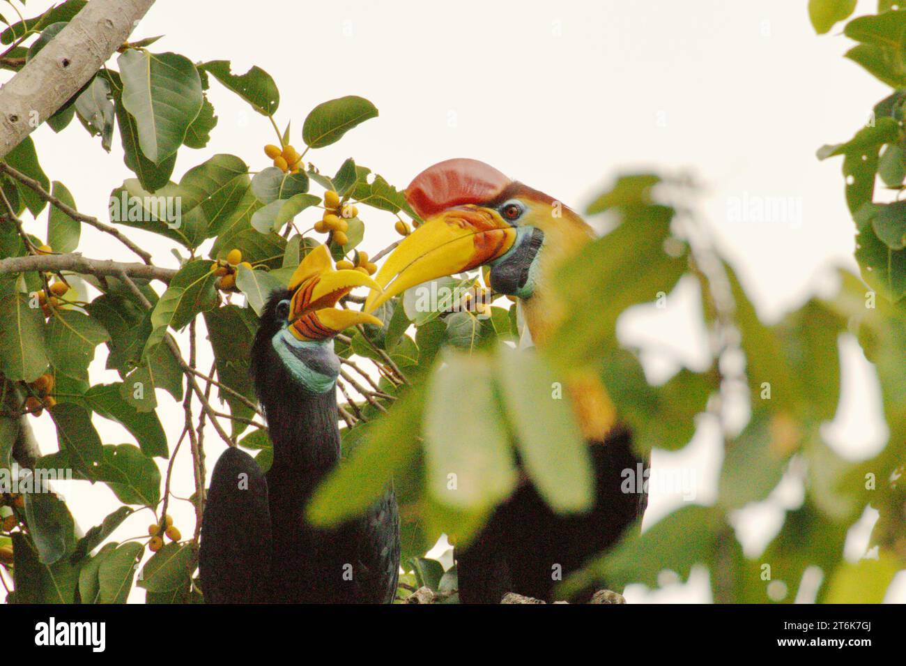 Une paire de cornes à bec noué (Rhyticeros cassidix), une espèce monogame avec des taux de reproduction lents, est photographiée alors qu'ils s'arrêtent de se nourrir tout en se perchant sur un figuier fruité, dans une zone végétalisée à Bitung, Sulawesi du Nord, en Indonésie. Hornbill, vulnérable à la chasse en raison de la valeur élevée de sa viande, de ses casques et de ses plumes de queue joue un rôle important dans la régénération des forêts et dans le maintien de la densité des grands arbres en raison de sa capacité d'agent de dispersion des graines, tandis qu'en même temps, une forêt tropicale saine est importante dans la lutte contre le réchauffement climatique par son rôle d'absorption du carbone. Banque D'Images