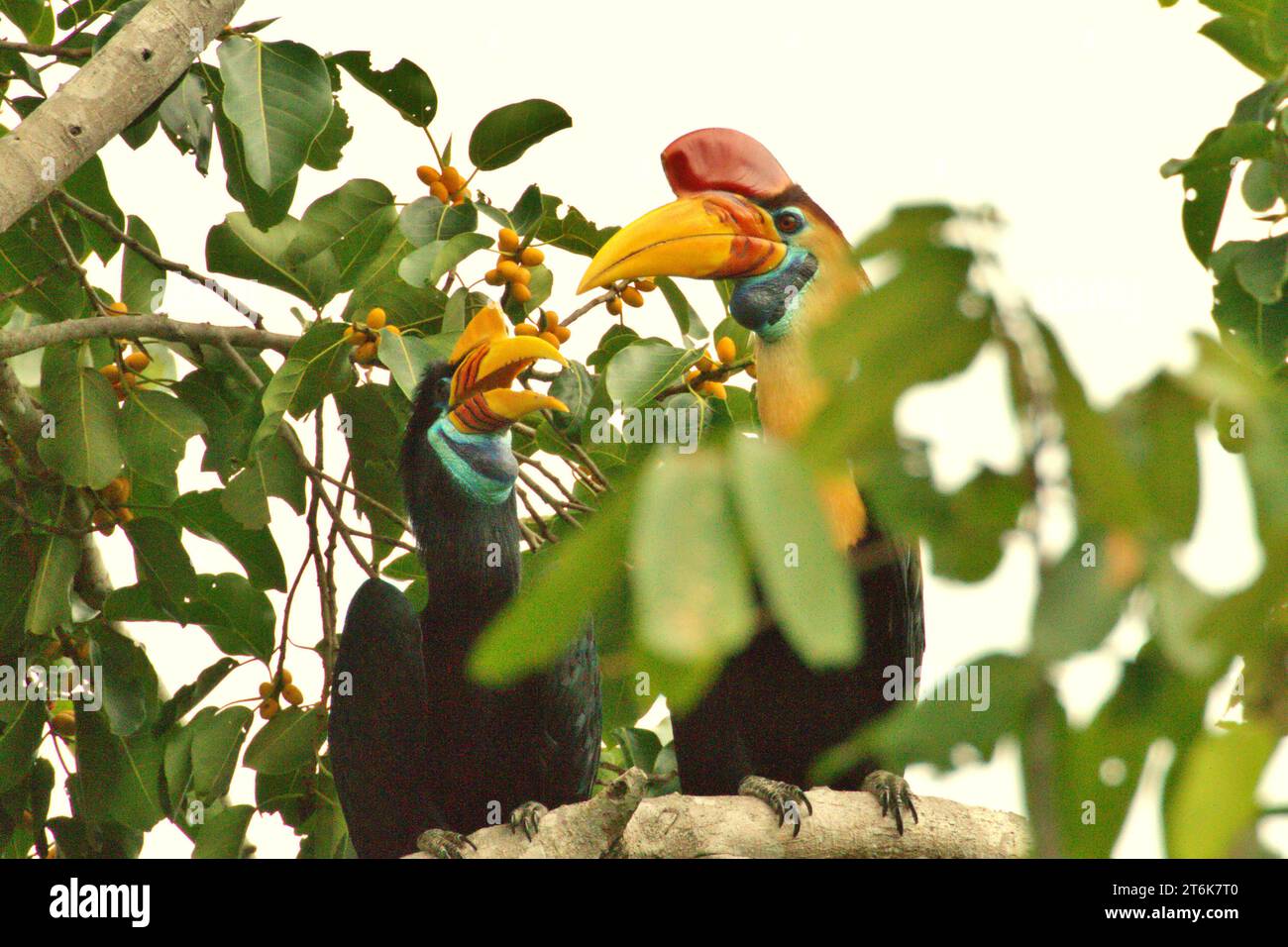 Une paire de cornes à bec noué (Rhyticeros cassidix), une espèce monogame avec des taux de reproduction lents, est photographiée alors qu'ils s'arrêtent de se nourrir tout en se perchant sur un figuier fruité, dans une zone végétalisée à Bitung, Sulawesi du Nord, en Indonésie. Hornbill, vulnérable à la chasse en raison de la valeur élevée de sa viande, de ses casques et de ses plumes de queue joue un rôle important dans la régénération des forêts et dans le maintien de la densité des grands arbres en raison de sa capacité d'agent de dispersion des graines, tandis qu'en même temps, une forêt tropicale saine est importante dans la lutte contre le réchauffement climatique par son rôle d'absorption du carbone. Banque D'Images