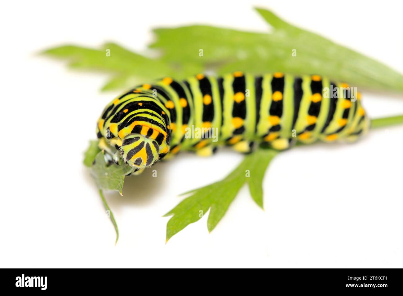 larve de papillon - chenille dans une feuille Banque D'Images