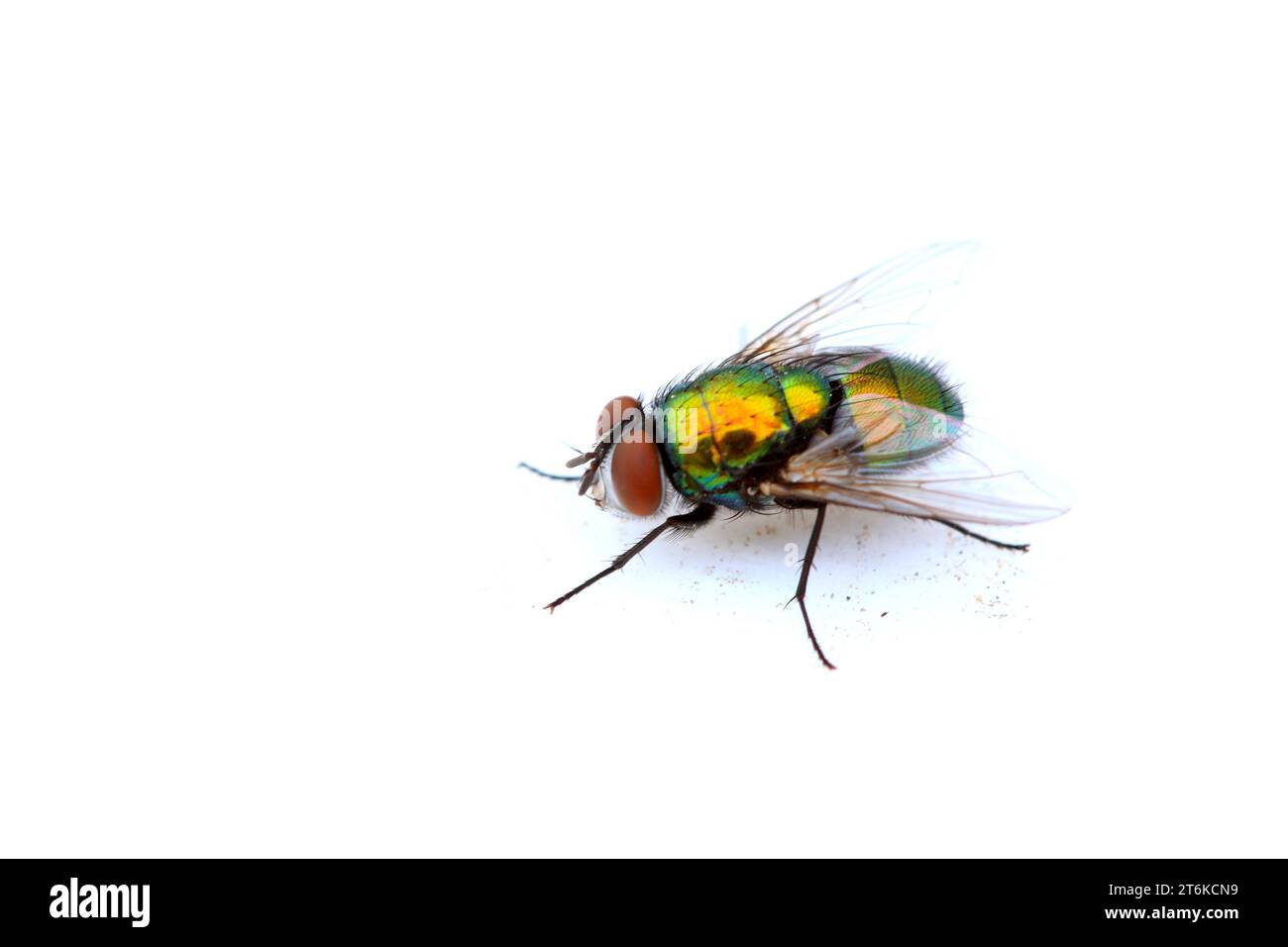 une sorte d'insectes mouche à tête rouge Banque D'Images