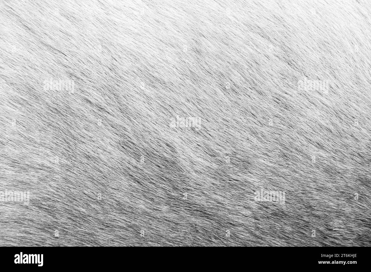 Brown Grey Animal Natural fur Wolf Fox, Bear, Wildlife texture concept de vue de dessus de table pour fond poilu, textures et papier peint. Gros plan sur Banque D'Images