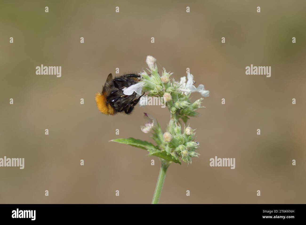 Gros plan abeille cardeuse commune (Bombus pascuorum), famille des Apidae sur fleurs blanches d'herbe à chat (Nepeta cataria). Famille des Lamiaceae, été juillet, pays-Bas Banque D'Images