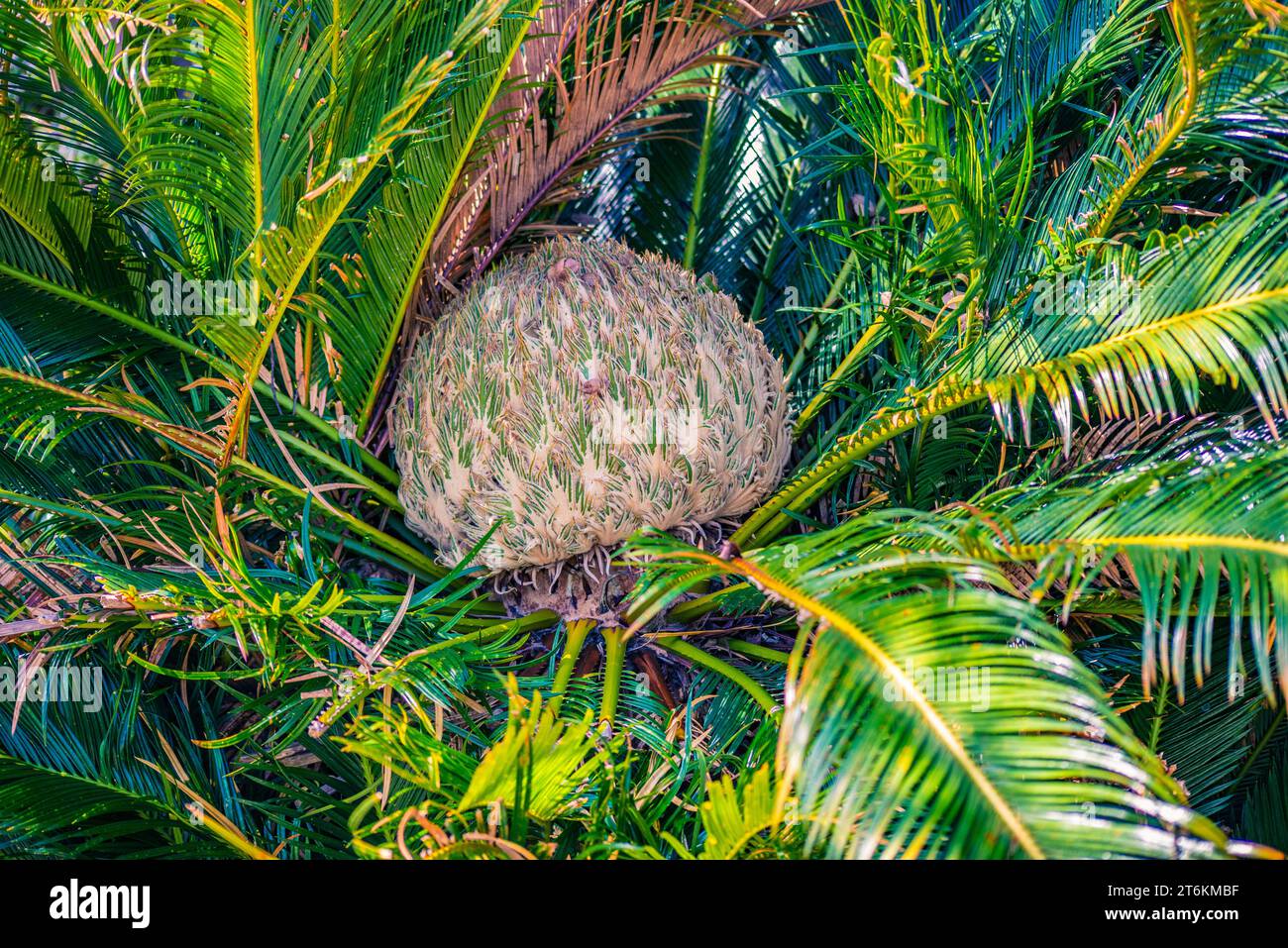 Fleur de palmier sagou japonais (Cycas revoluta) Banque D'Images