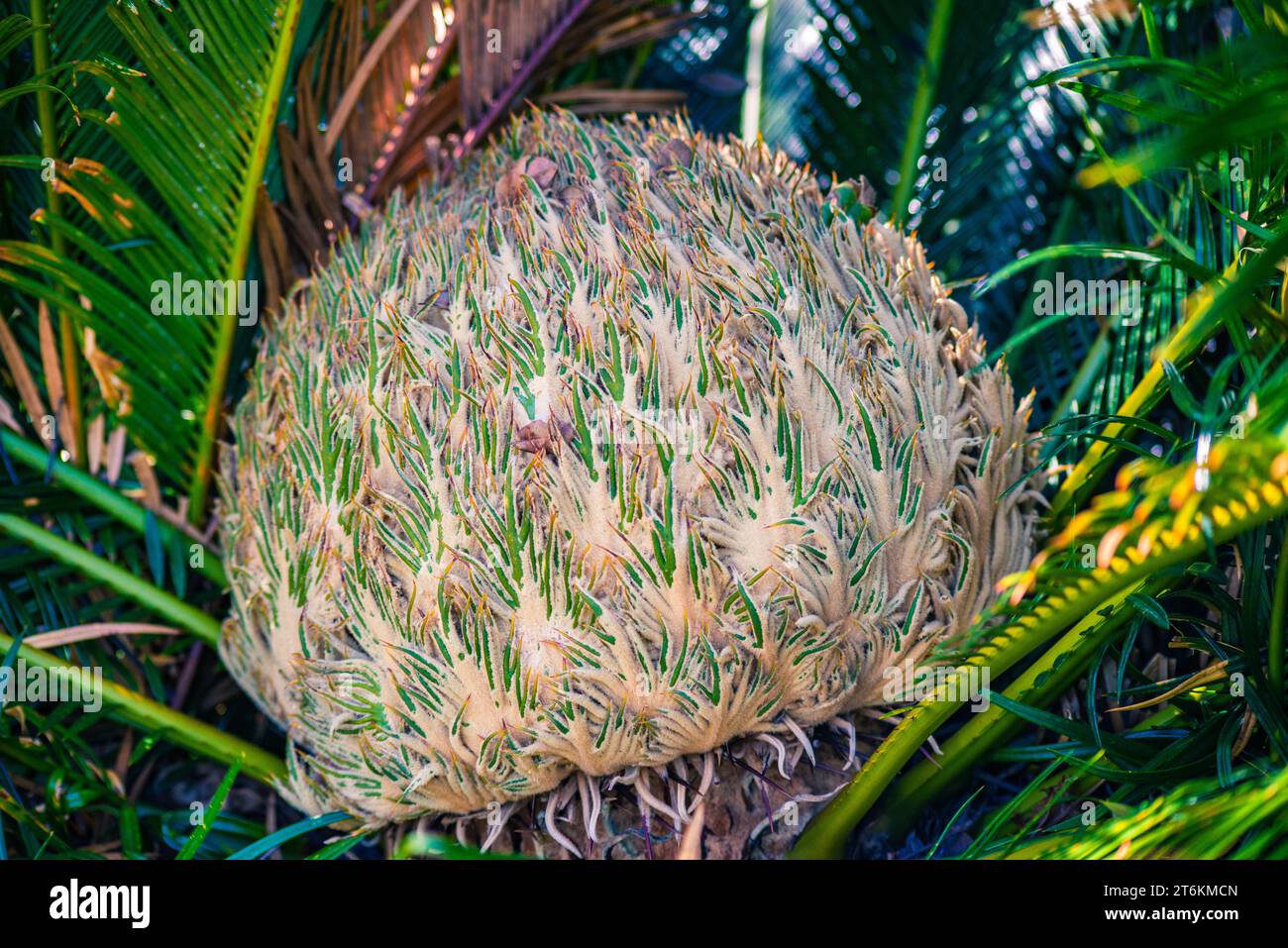 Fleur de palmier sagou japonais (Cycas revoluta) Banque D'Images