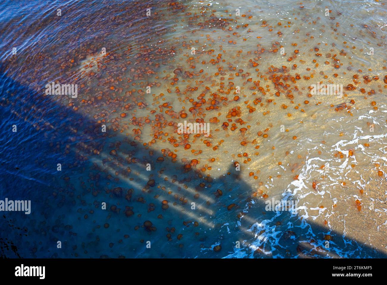Innombrables méduses sur les rives de la baie de Monterey - Californie, 2017 Banque D'Images