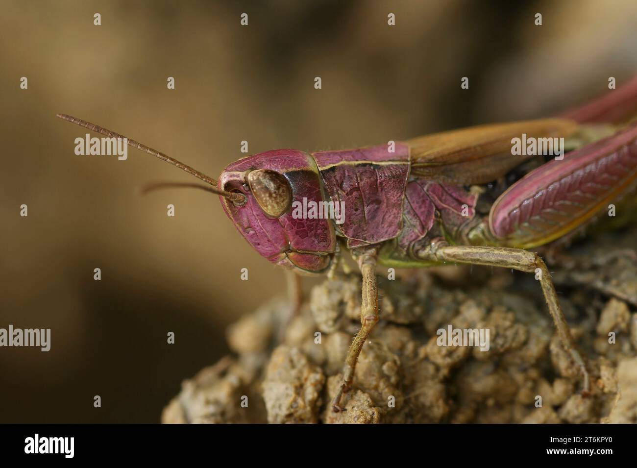 Gros plan naturel sur une sauterelle européenne de couleur rose inhabituelle, Pseudochorthippus parallelus Banque D'Images