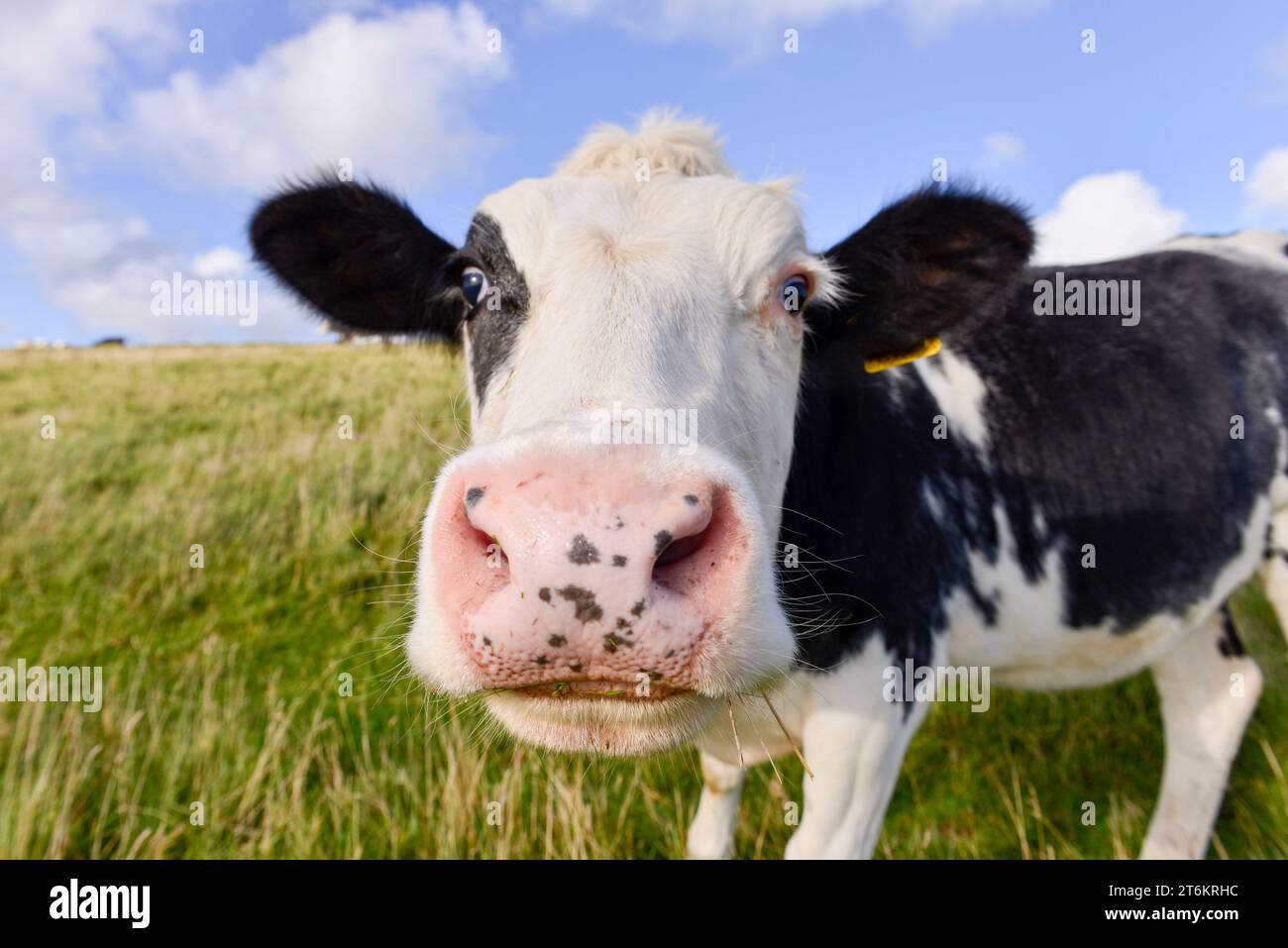 Curieuse vache de près sur les terres agricoles Banque D'Images