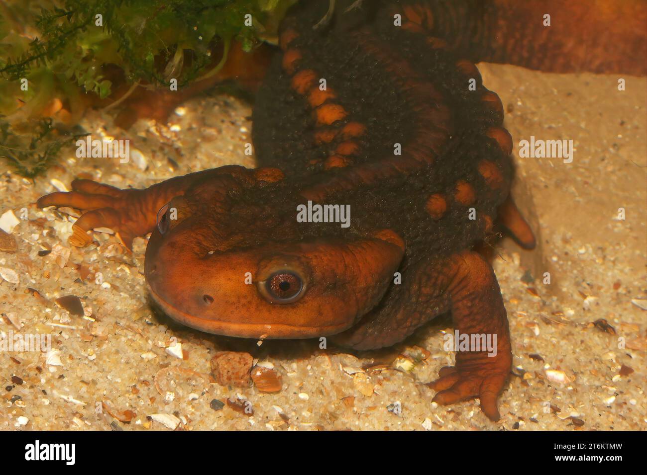 Gros plan naturel sur le Triton asiatique de crocodile de Newt de l'Himalaya, Tylototriton verrucosus, sous l'eau Banque D'Images