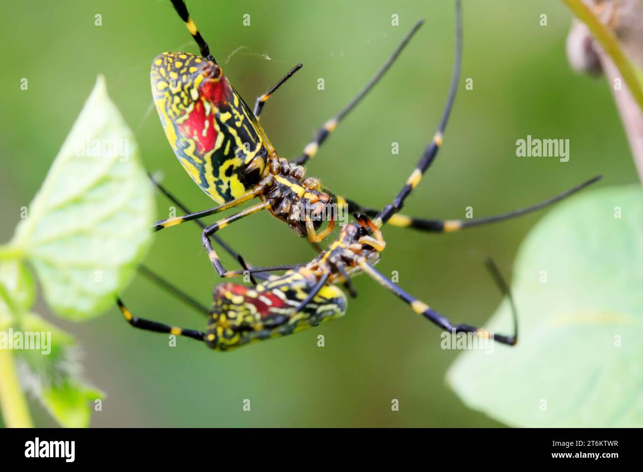 deux araignées ont une histoire d'amour sur la branche Banque D'Images