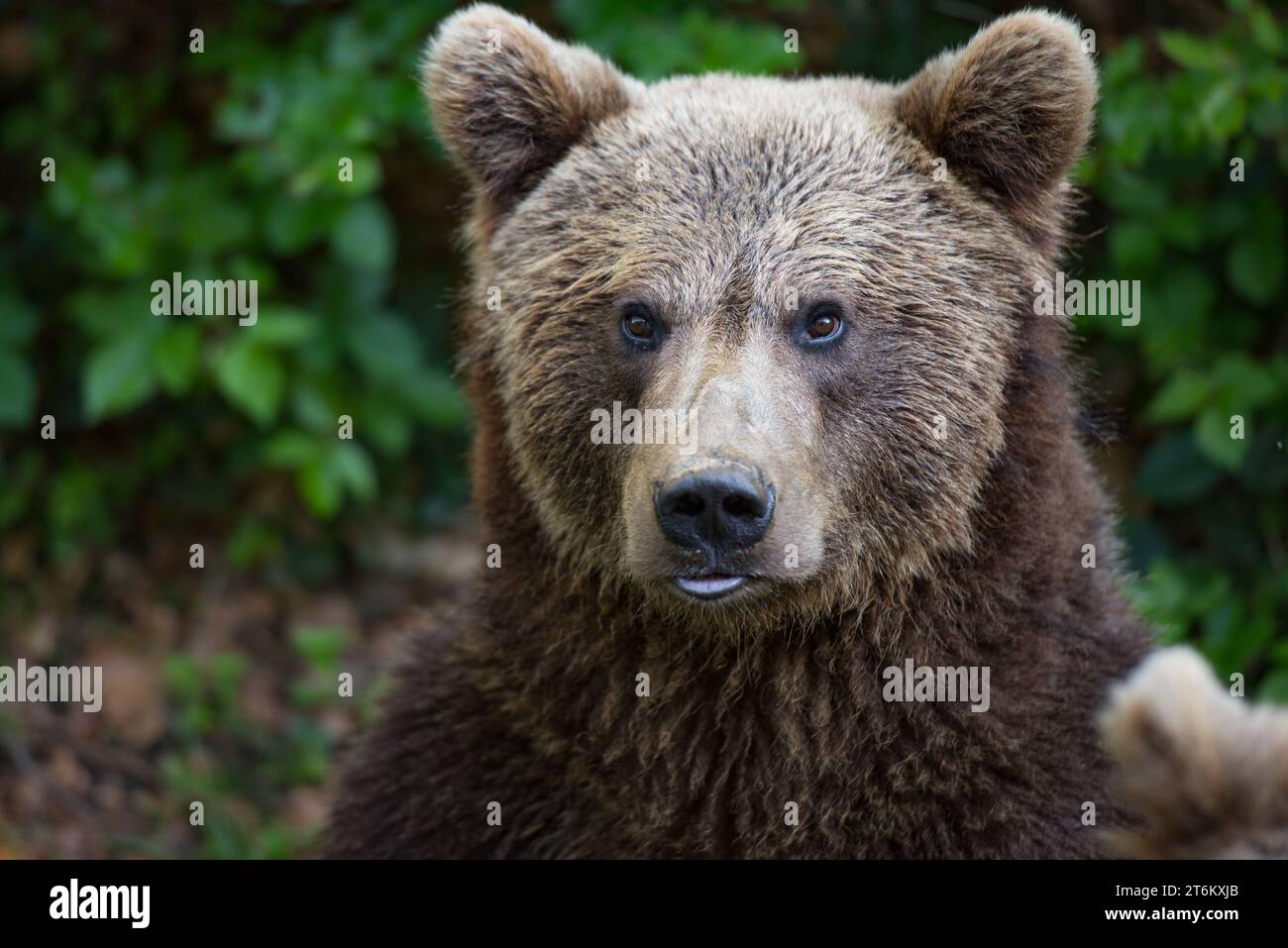 Portrait d'ours brun dans le parc national Bayerischer Wald, Allemagne Banque D'Images