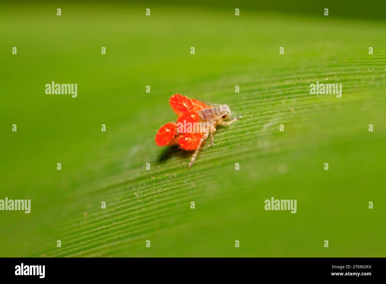 Tetranychus cinnabarinus sur plante sauvage Banque D'Images