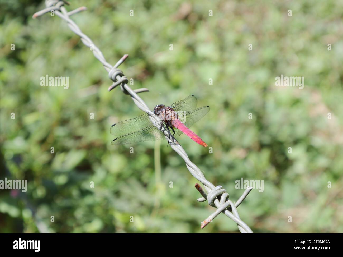 Vue arrière dorsale d'une libellule mâle à queue cramoisi (Orthetrum Pruinosum) perchée au sommet d'une clôture de barbelés Banque D'Images