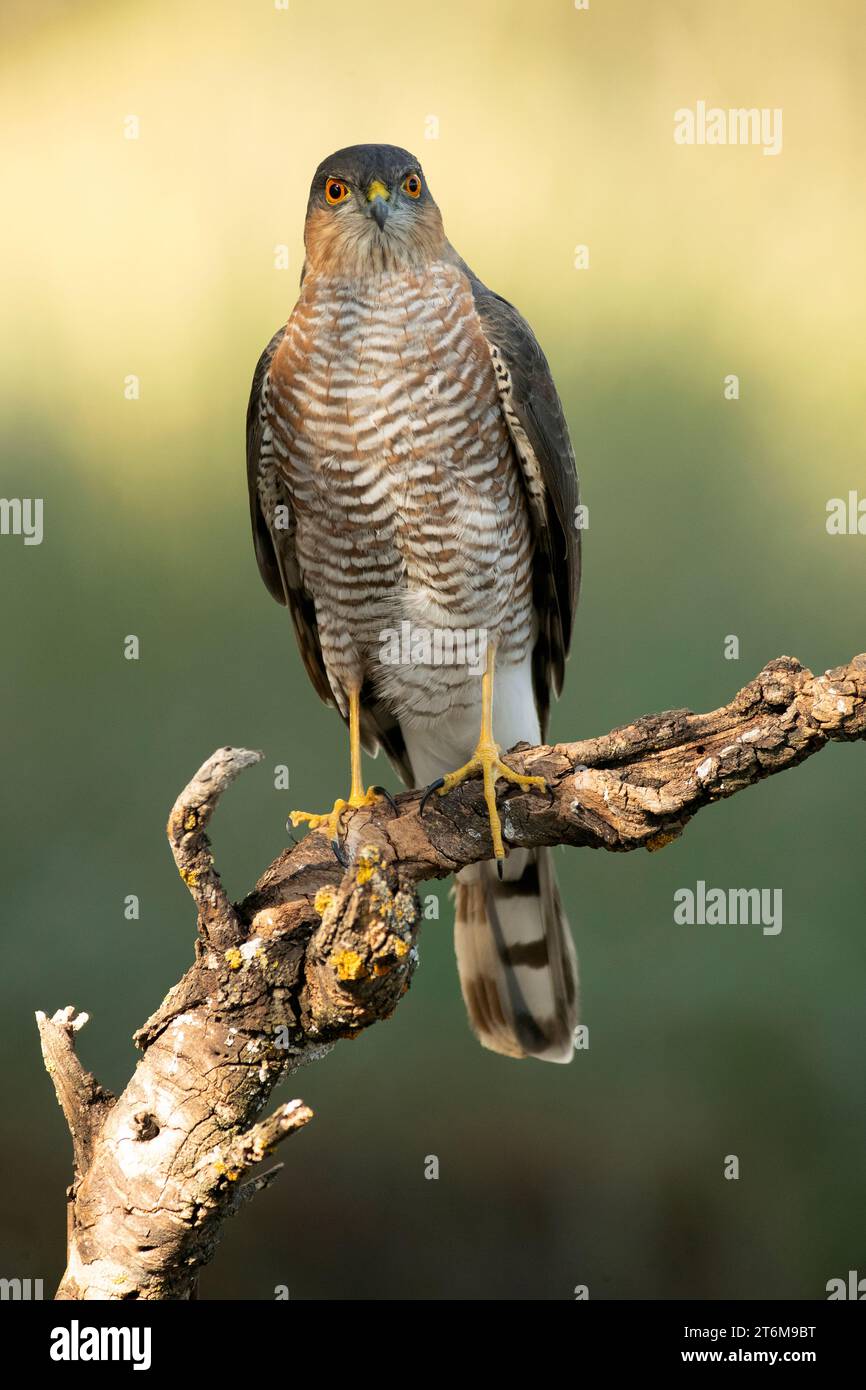 Faucon adulte mâle Moineau d'Eurasie à son point de vue préféré de chasse dans une forêt de pins et de chênes méditerranéens à la première lumière un jour d'automne Banque D'Images