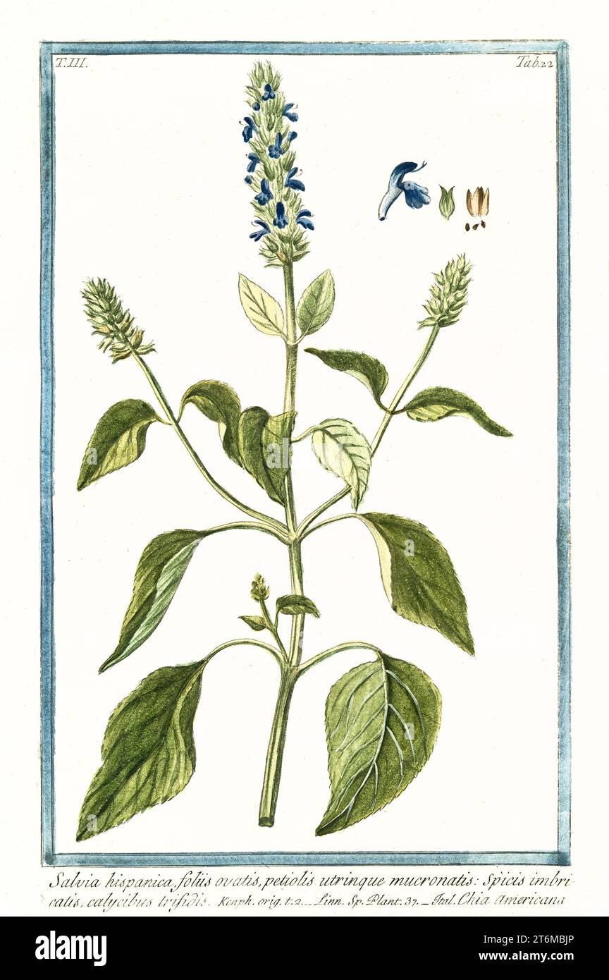 Ancienne illustration de Salvia hispanica (Chia). Par G. Bonelli sur Hortus Romanus, publ. N. Martelli, Rome, 1772 – 93 Banque D'Images