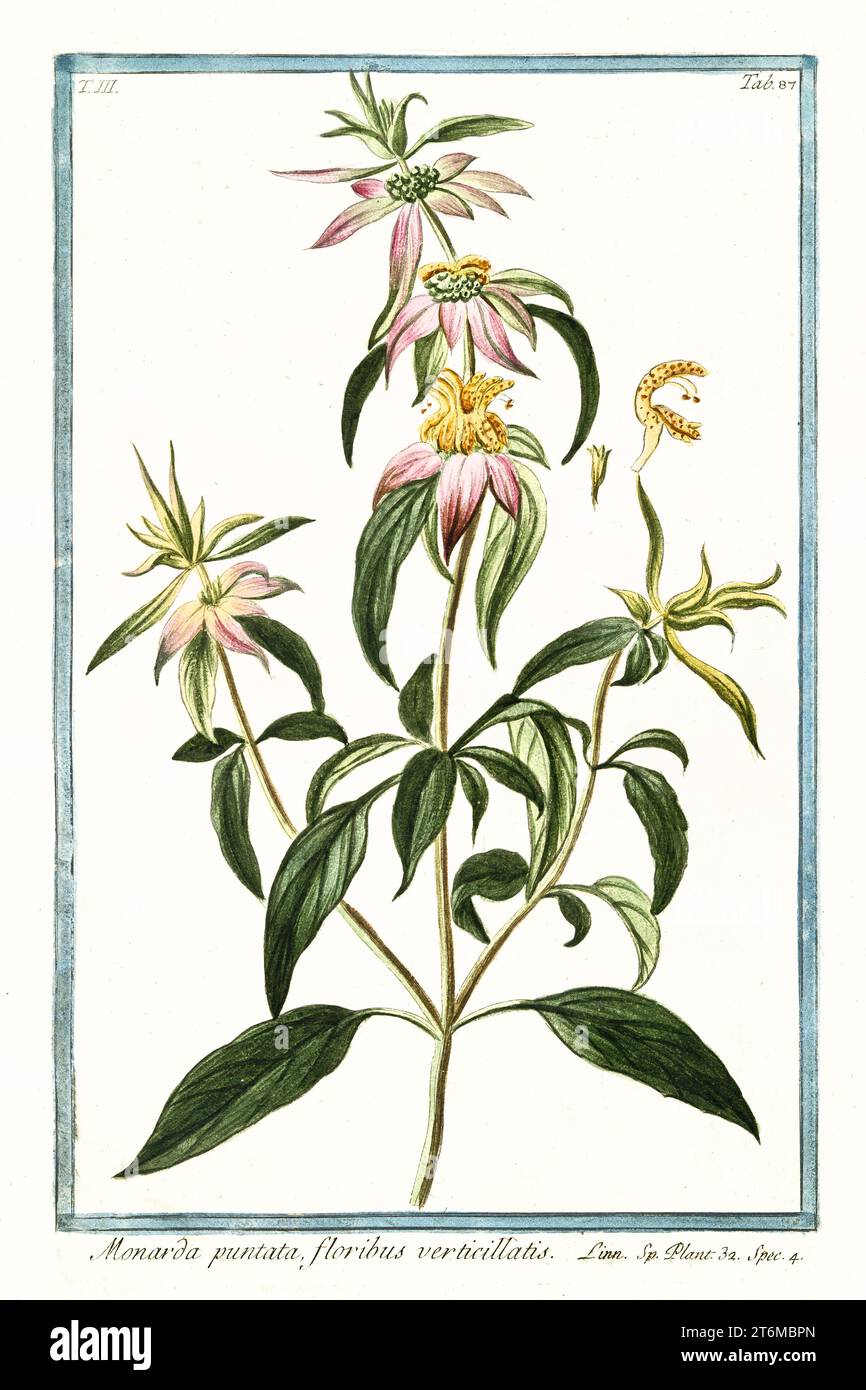 Ancienne illustration de Monarda punctata, (Horsemint). Par G. Bonelli sur Hortus Romanus, publ. N. Martelli, Rome, 1772 – 93 Banque D'Images